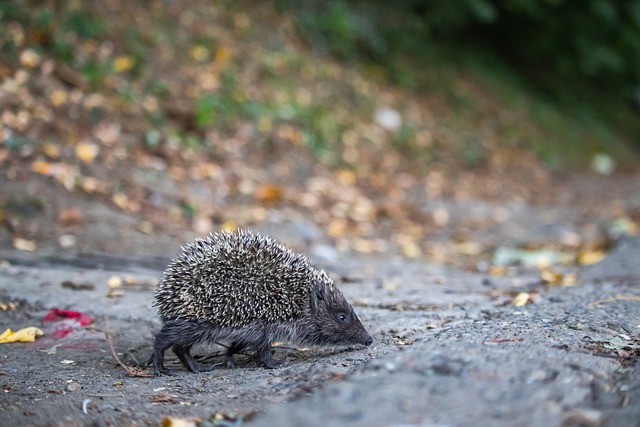 梅西：现代足球的永恒传奇