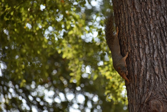 消除阻碍，重磅对决近在咫尺！乌西克VS维尔德：WBC正式批准巅峰碰撞
